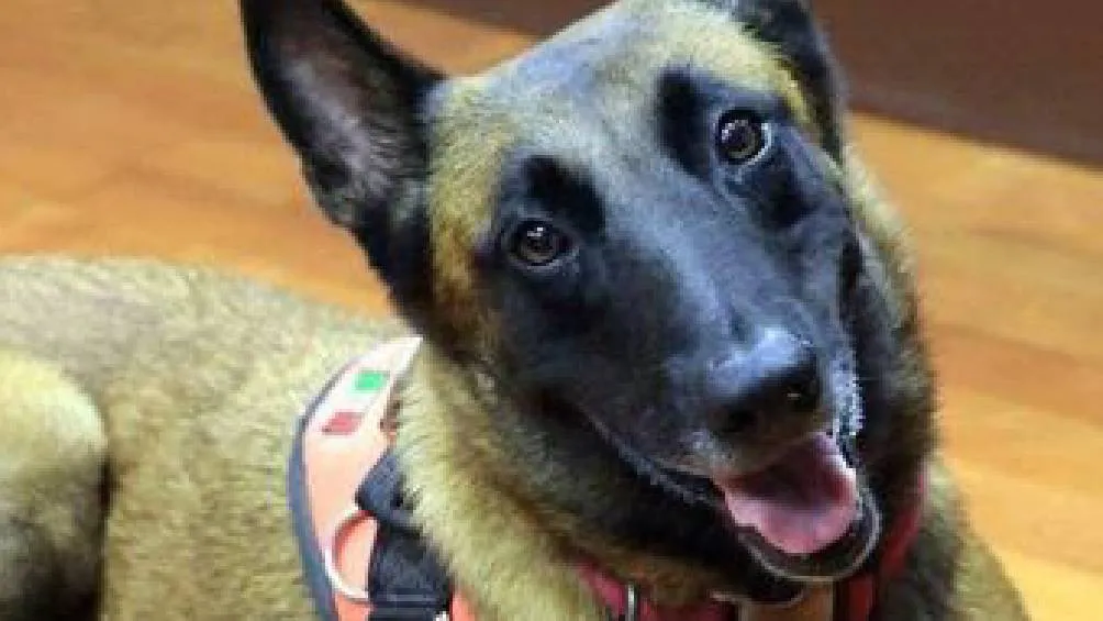 Rex, un pastor belga nacido en Colima el 24 de septiembre de 2011, participó en 15 activaciones de búsqueda y rescate. | RS