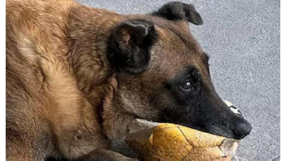 Rex, un perro que se retiró del servicio activo por una enfermedad articular, vivía en la lonchería de su familia adoptiva. | RS