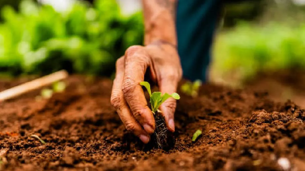 Los días restantes del mes (del 25 al 31) se utilizan para realizar predicciones basadas en los cambios observados cada día. | Pixabay