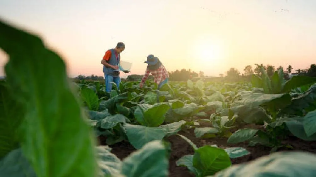 La primera quincena abarca de enero a diciembre, y la segunda quincena se destina a otros fenómenos.| Pixabay