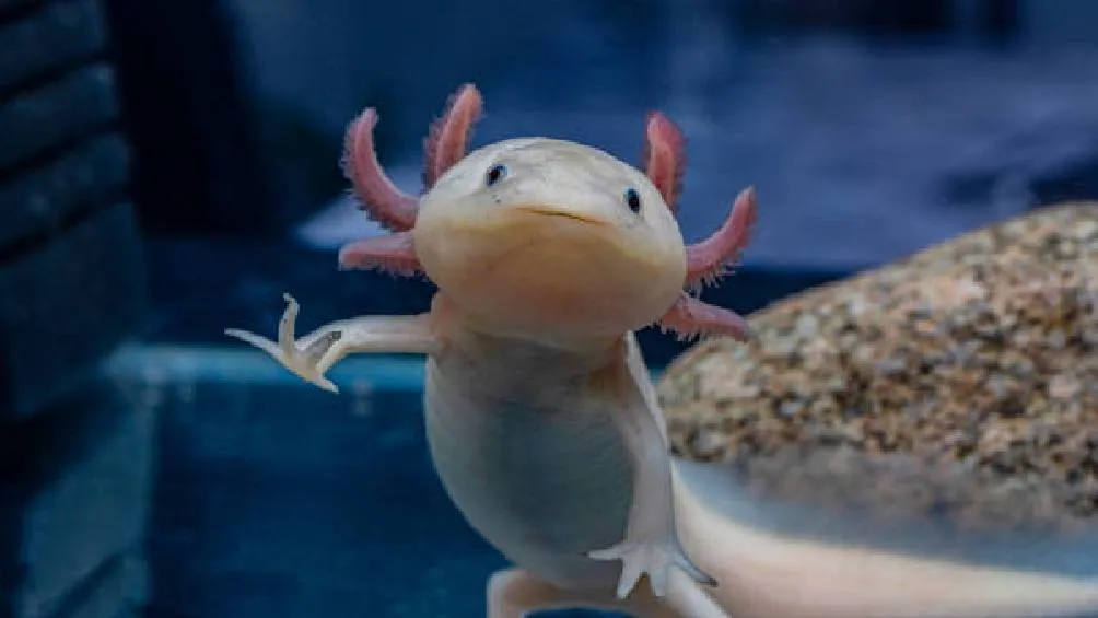 El ajolote es un anfibio endémico de México, conocido por su capacidad de regenerar extremidades y órganos. | Pixabay