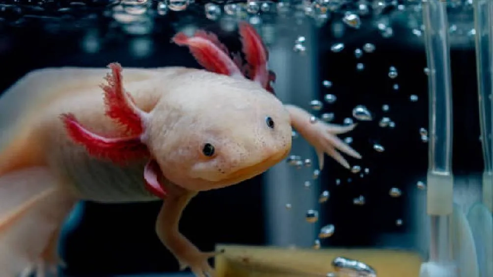 La &quot;Ruta del Ajolote&quot; es un evento en la CDMX que consiste en una rodada en bicicleta por los canales de Xochimilco. | Pixabay