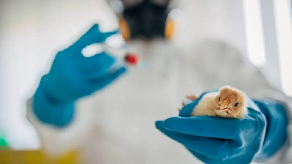 CFIA emitió una advertencia sobre la posible contaminación por salmonela en huevos de seis marcas. | Pixabay