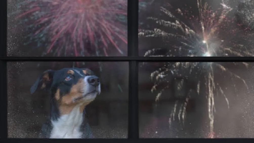 Los fuegos artificiales presentan efectos negativos significativos en la salud humana, el medio ambiente y en los animales. / Pixabay