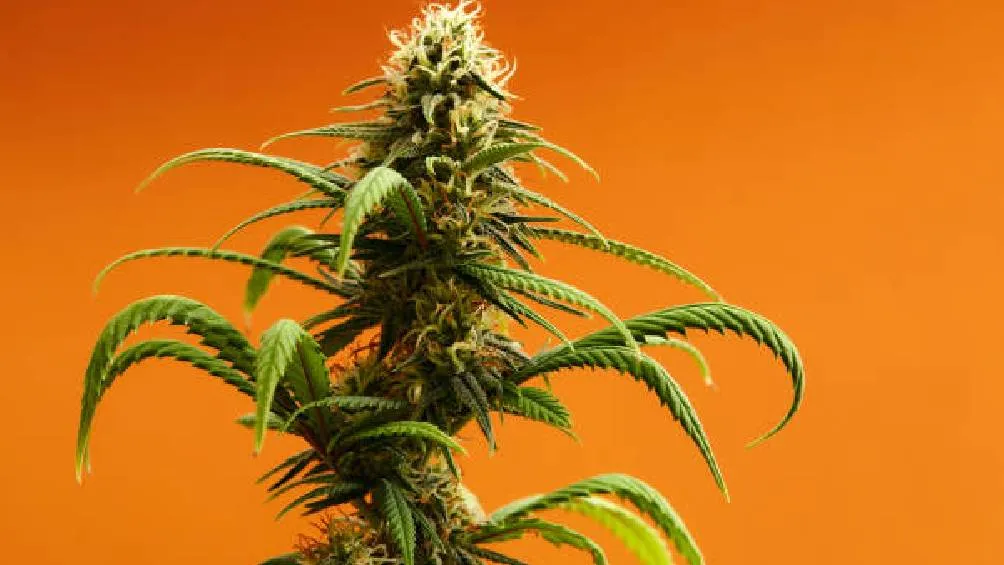 El THC, o tetrahidrocannabinol, es el principal compuesto psicoactivo encontrado en la planta de cannabis. / Pixabay