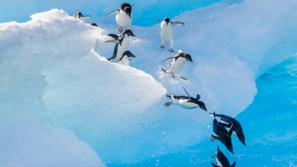 Las islas, Patrimonio de la Humanidad por la UNESCO, se utilizan solo para investigación científica. / Pixabay