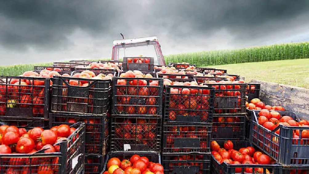 México, el principal proveedor de tomates a EE. UU., exportó 1.8 millones de toneladas por 2,800 millones de dólares./ Pixabay