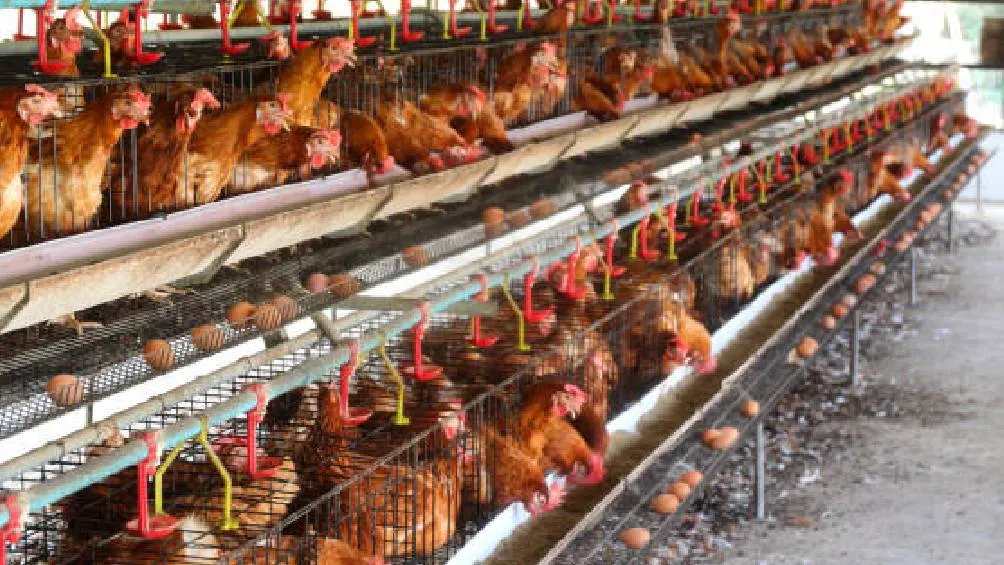 La Secretaría de Salud de Nuevo León informó que no hay casos sospechosos en humanos. / Pixabay