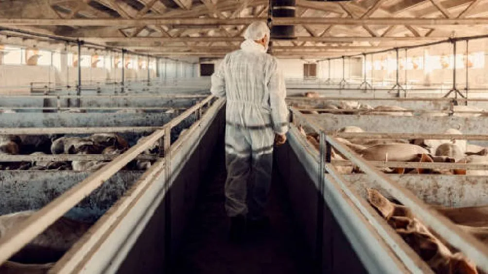 La influenza aviar AH7N3 es un subtipo del virus de la influenza tipo A que afecta principalmente a aves de corral. / Pixabay