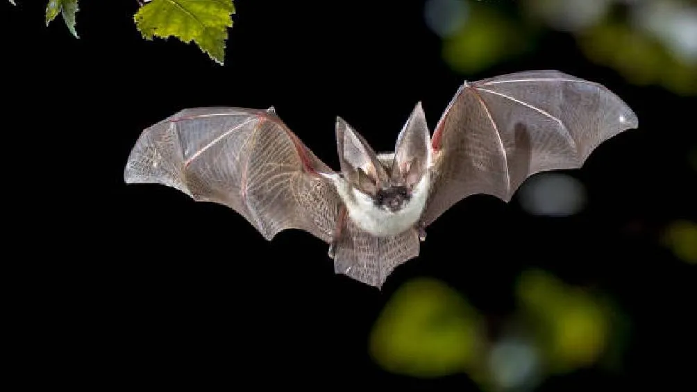 Se llevará a cabo todos los viernes y sábados del 26 de abril al 25 de mayo de 2025. / Pixabay