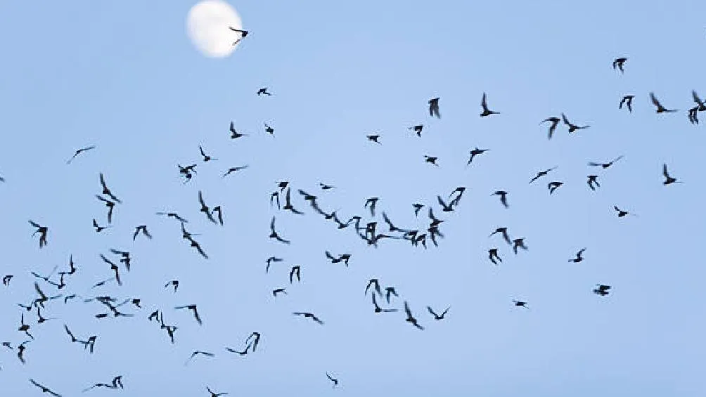 Los asistentes podrán participar en recorridos nocturnos para observar murciélagos. / Pixabay