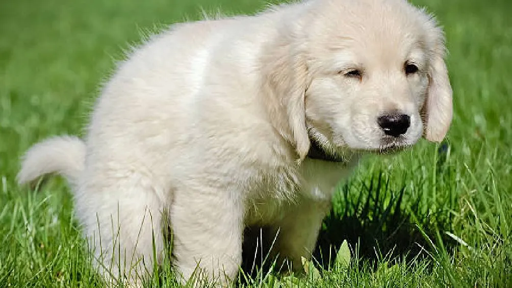 En la CDMX, no recoger las heces de tu mascota es considerado una falta de consideración social y una violación a la Ley de Cultura Cívica./ Pixabay