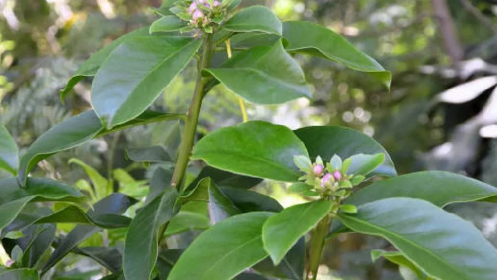 Los especialistas anticipan que en la Ciudad de México, el fenómeno ocurrirá alrededor del mediodía el 17 de mayo de 2025. / Pixabay