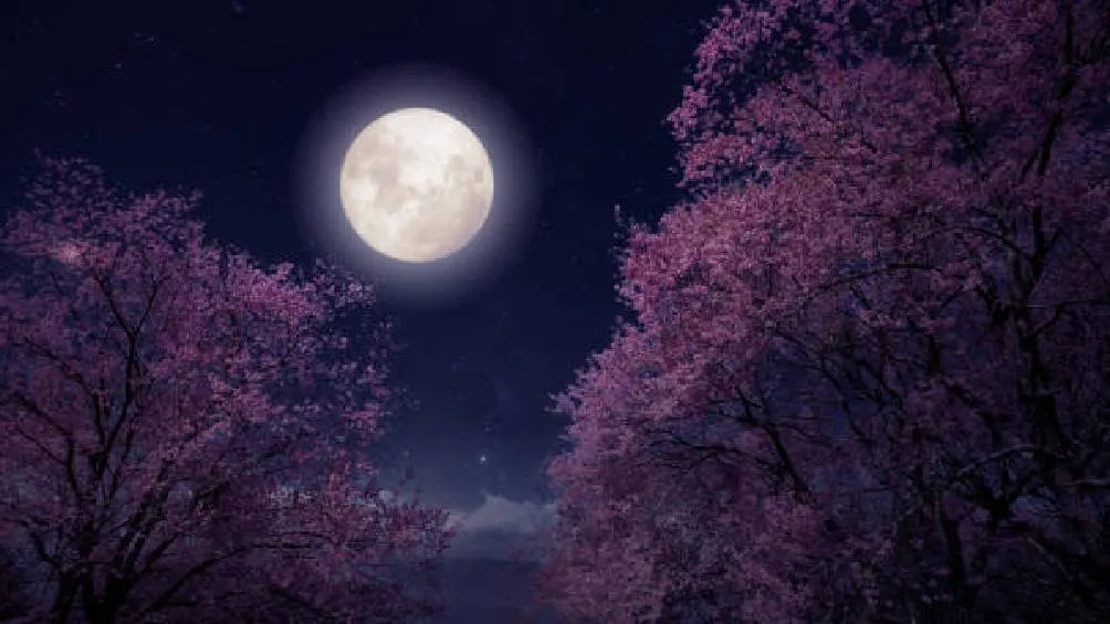 La Luna de Flores recibe su nombre de las culturas indígenas del hemisferio norte./ Pixabay