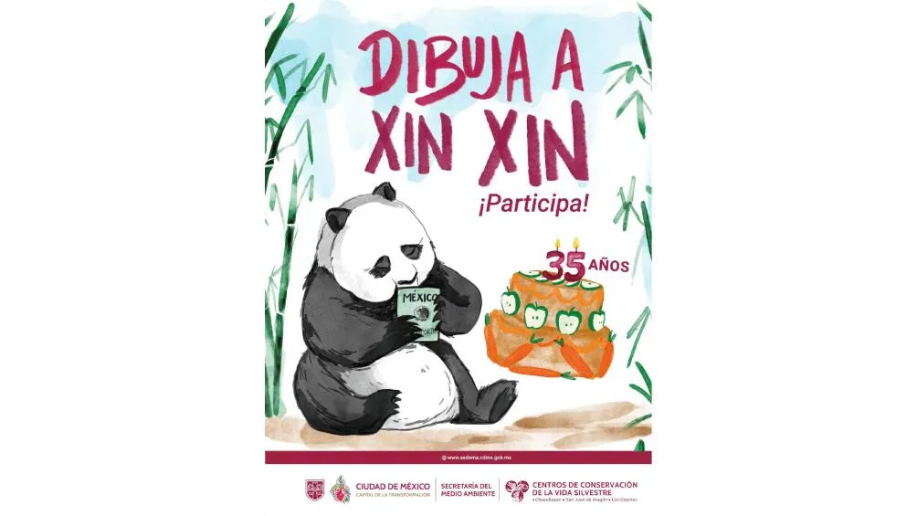 A sus 35 años de vida, Xin Xin, la única panda gigante de México y América Latina, se ha convertido en un símbolo entrañable. / Sedema