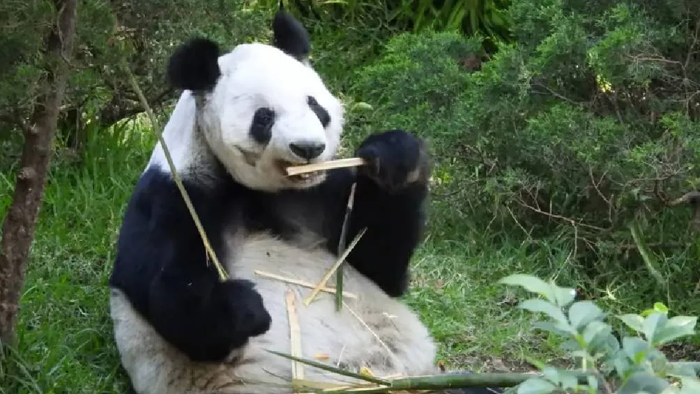 La convocatoria está abierta desde el 6 de mayo hasta el 20 de junio de 2025. / Secretaria de Cultura