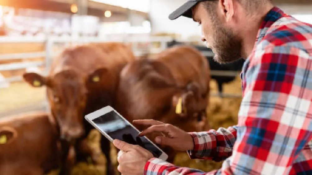 El Gobierno de EE. UU. ha suspendido temporalmente la importación de ganado de México./ Pixabay