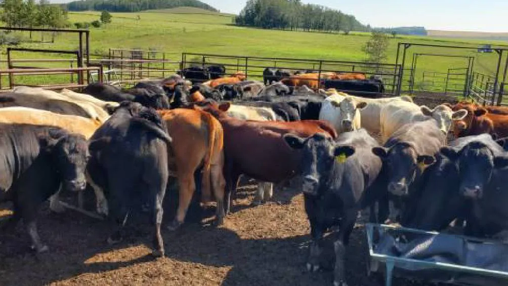 El gusano barrenador, una larva de mosca erradicada en EE.UU. en 1966, ha reaparecido en el sur de México. / Pixabay