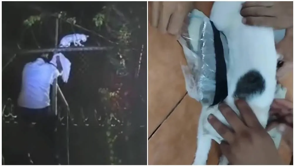 Al capturarlo, descubrieron que llevaba dos paquetes envueltos en plástico negro sujetos con cinta industrial./ RS