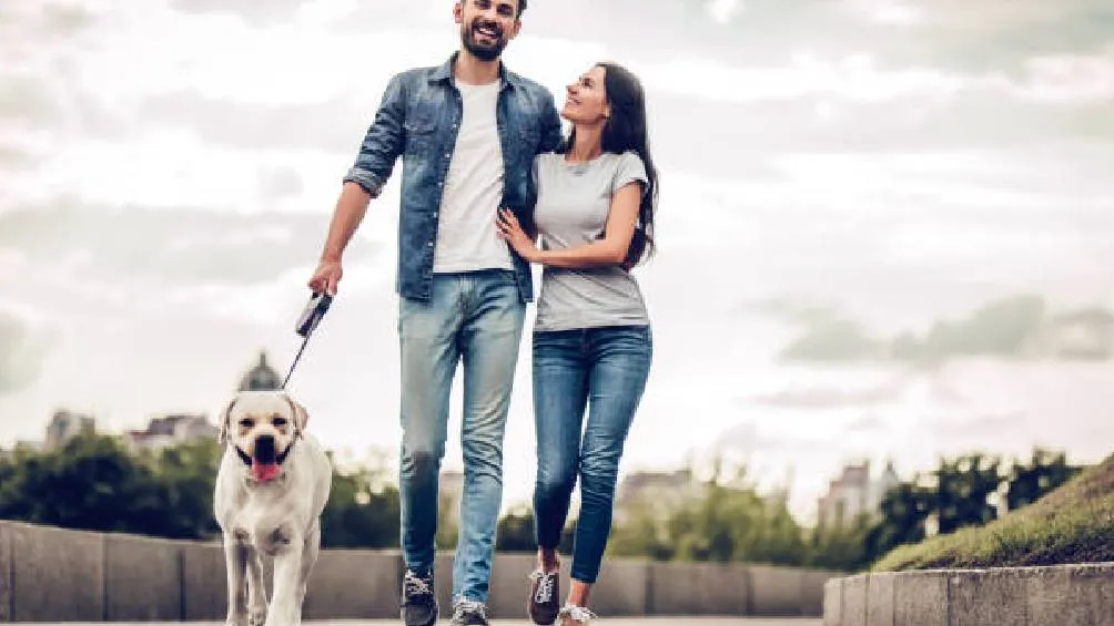 Un juez de familia tendrá la facultad de determinar la custodia de la mascota, teniendo en cuenta factores. / Pixabay