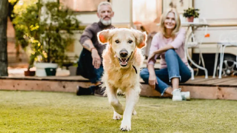 La iniciativa mejora la protección legal de los animales de compañía en la Ciudad de México. / Pixabay