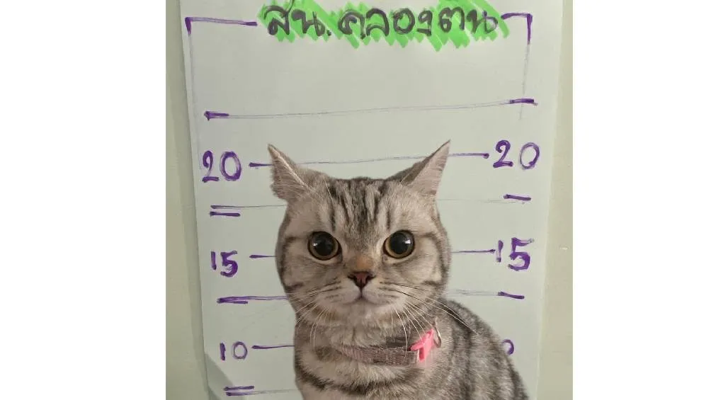 Una gata se convirtió en sensación en redes sociales luego de ser simbólicamente “arrestada” por oficiales de policía en Tailandia./ FB