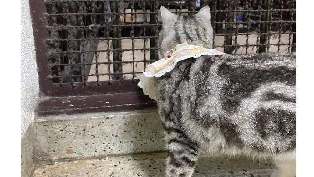 Algunos usuarios incluso han propuesto que sea nombrada mascota oficial de la estación. 7 FB