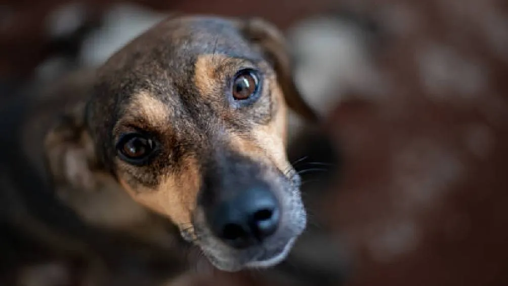 Esta efeméride busca promover la adopción responsable y concientizar sobre el cuidado de los millones de canes. 7 Pixabay