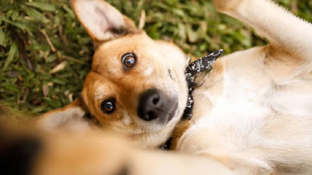 Adoptar en lugar de comprar no solo transforma la vida del animal, sino también la de quien lo recibe. / Pixabay