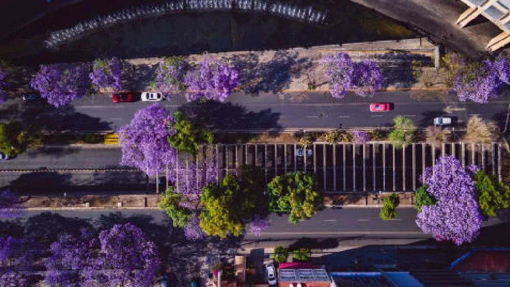 En caso de que un vehículo circule en día que no le toca, puedes ser acreedor a una multa que va de 20 a 30 UMAs. / Pixabya