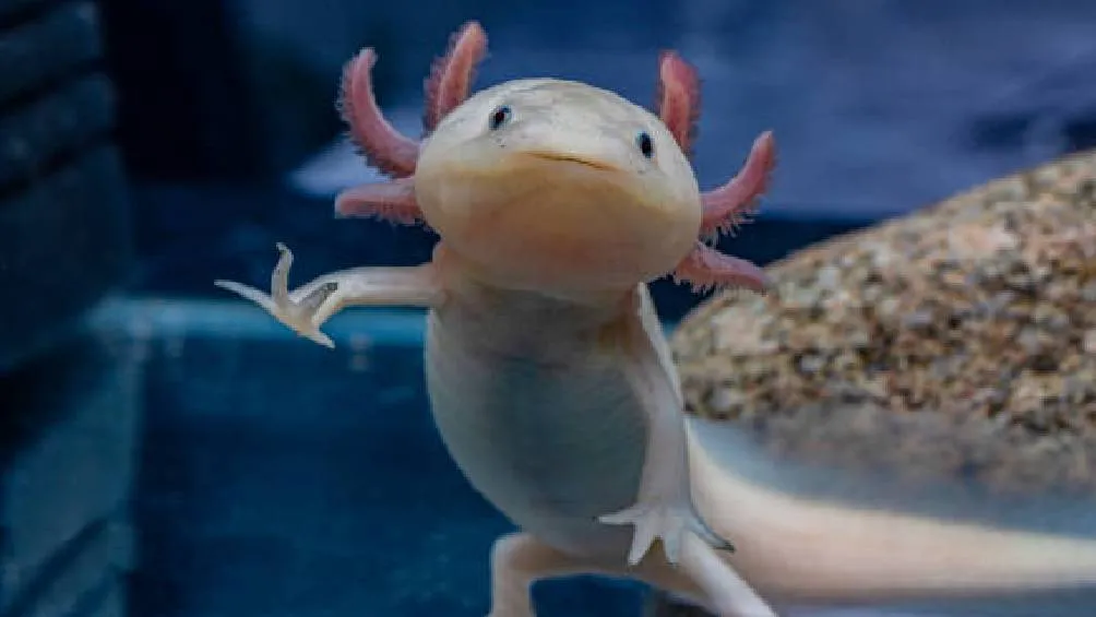 La Carrera del Ajolotito 2025 se llevará a cabo el domingo 14 de septiembre en la Primera Sección del Bosque de Chapultepec. / Pixabay