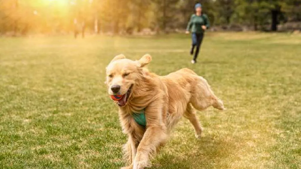 Para participar, los perros deben tener al menos cinco meses, estar sanos y no estar en celo. / Pixabay