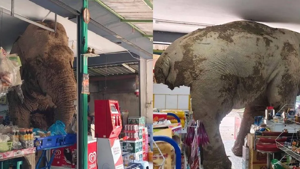 El paquidermo, de aproximadamente 30 años, consumió nueve bolsas de galletas de arroz dulce. / RS