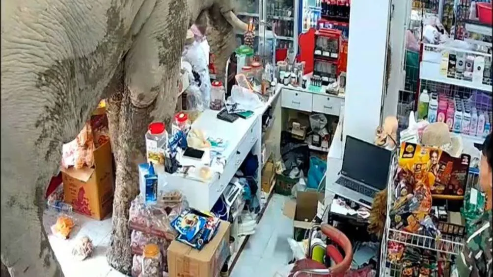 El animal dejó huellas de lodo al pasar, pero no causó daños ni atacó a nadie. / Captura de pantalla