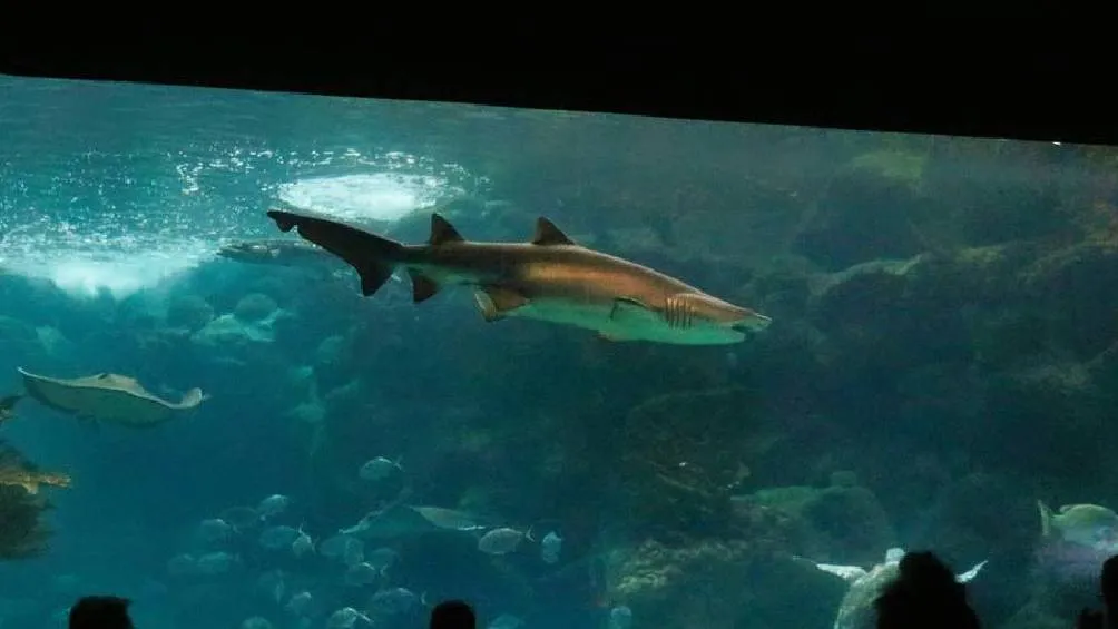 La exposición “Tiburones: tan espectaculares como incomprendidos” estará abierta al público del 14 de junio al 5 de octubre de 2025. / X