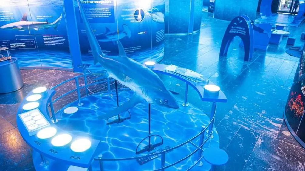 Durante junio, se ofrecerán talleres educativos en fines de semana bajo el nombre “¡Tiburón a la vista!” a las 13:00 y 14:00 horas. / X