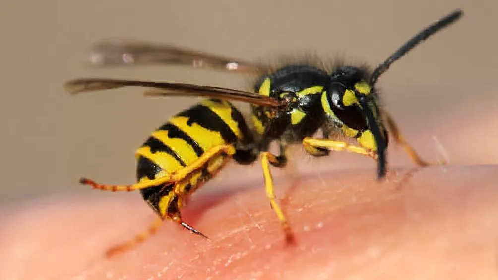 Expertos advierten que las picaduras de abeja en áreas internas como la boca o garganta pueden provocar reacciones alérgicas severas. / Pixabay