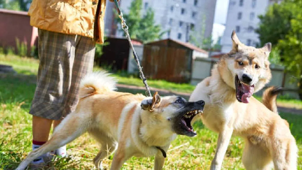 Este modus operandi no solo afecta el bienestar de los perros, sino que también pone en riesgo a sus dueños. / Pixabay