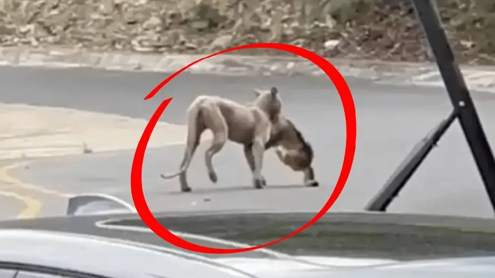 El hecho, ocurrido durante la madrugada, generó alarma entre vecinos, quienes difundieron las imágenes en redes sociales. / RS