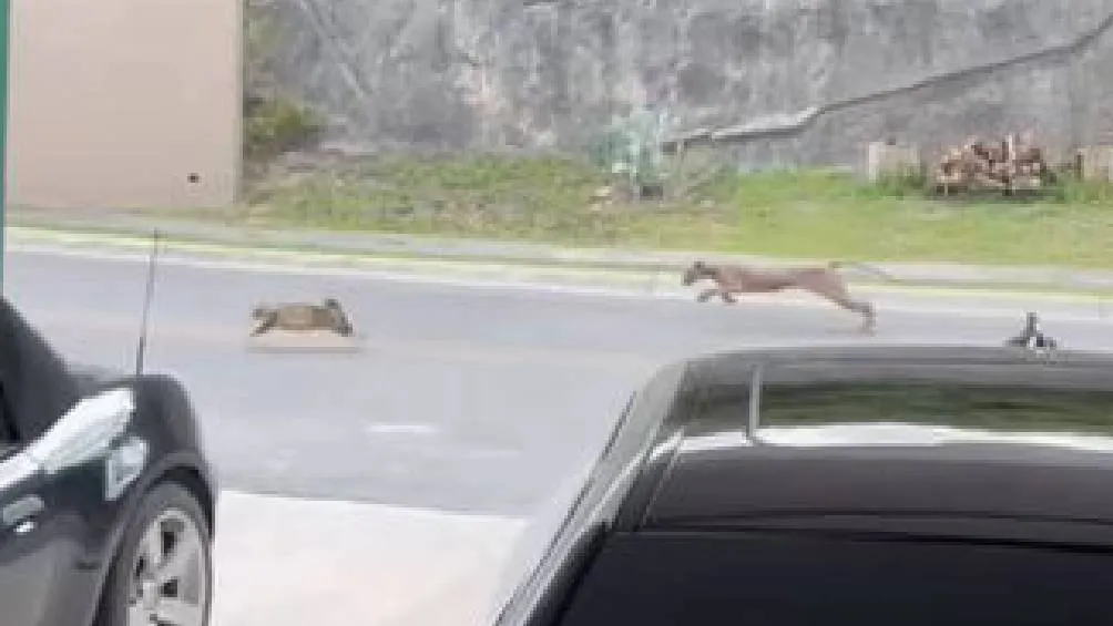 De acuerdo con vecinos, este no sería el primer avistamiento de un puma en la zona. / Captura de pantalla