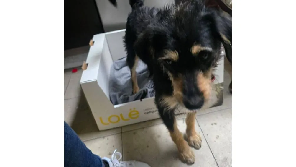 La historia, que comenzó como una muestra de abandono y crueldad, dio un giro positivo. / RS