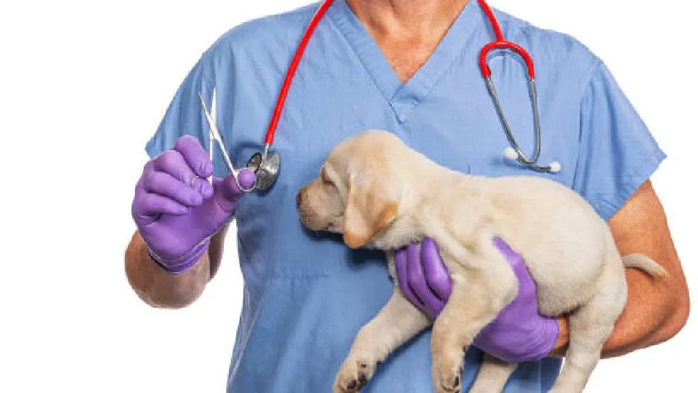 Estos requisitos buscan garantizar seguridad y bienestar durante el proceso quirúrgico./ Pixabay