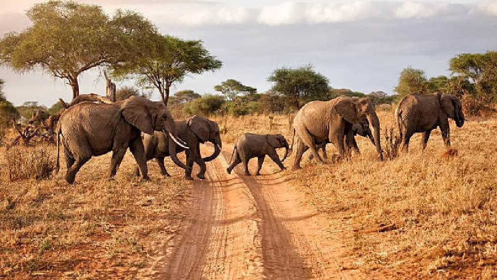El incidente ocurrió en South Luangwa, provincia oriental de Zambia / iStock
