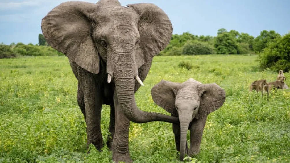 Las hembras con cría defienden ferozmente a sus crías y pueden volverse agresivas si perciben peligro cercano / iStock