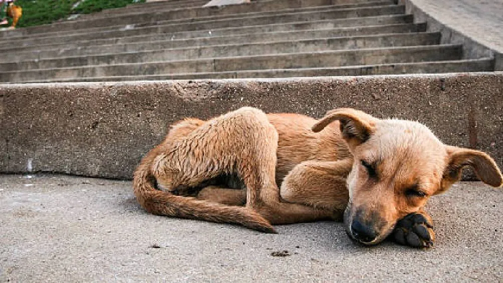 La Físcalia Especializada en Delitos Ambientales y Protección Urbana atiende casos de agresión grave / iStock