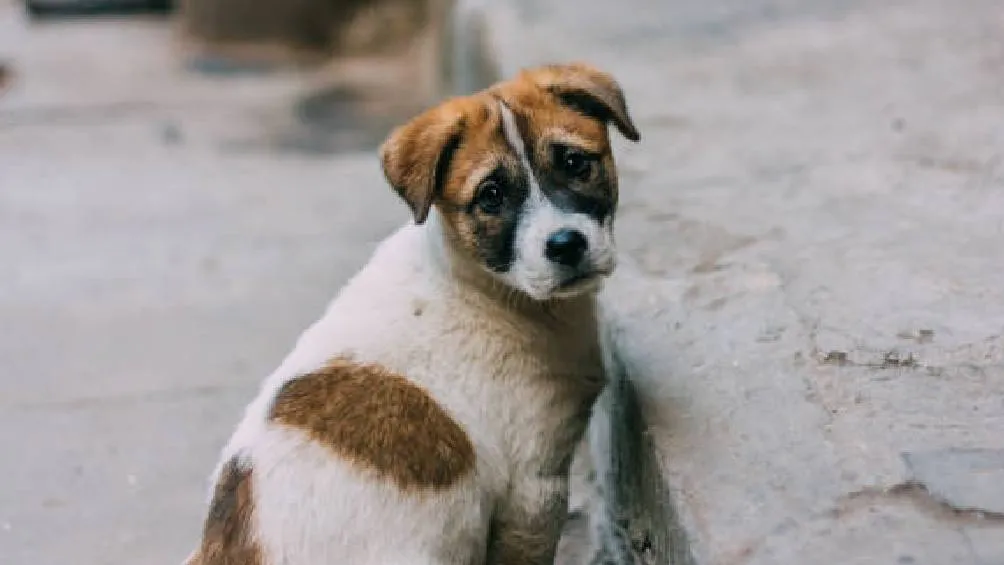En la Ciudad de México denunciar el maltrato animal es fácil y accesible / iStock
