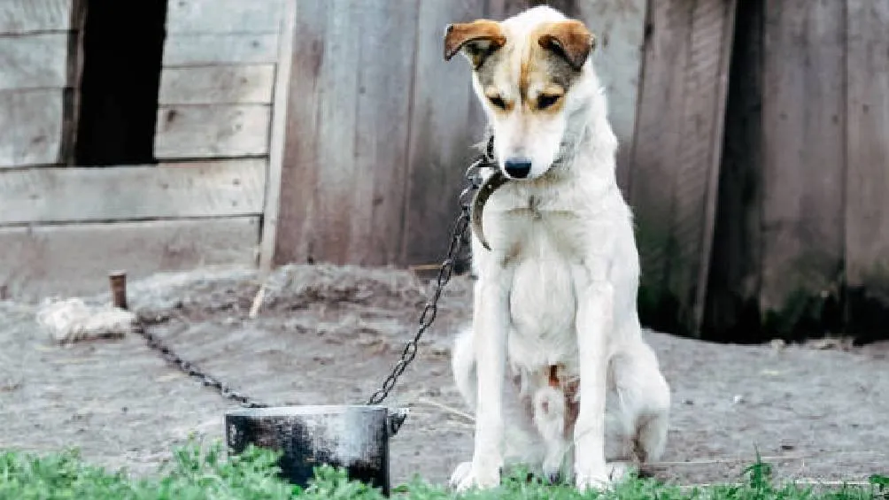 La FGJCDMX busca así garantizar no solo el acceso a la justicia para quienes denuncian, sino también la restitución del bienestar de los animales. / Pixabay