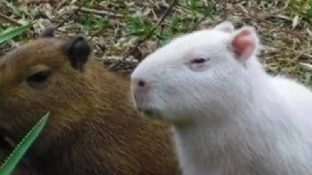 Además del riesgo de depredación, estos animales suelen presentar problemas visuales y sensibilidad extrema a la luz solar./ Captura de pantalla