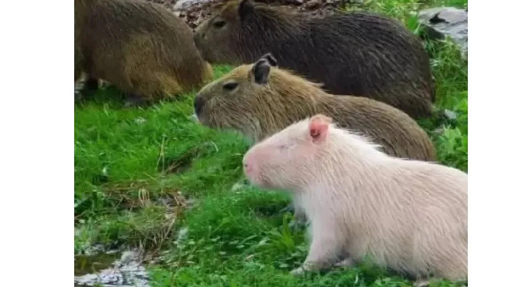 Este tipo de capibara presenta albinismo, una condición genética que impide la producción de melanina. / RS