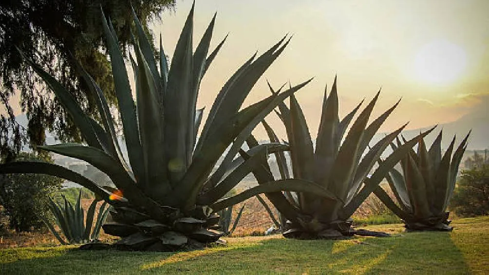 Pulques curados de distintos sabores estarán disponibles durante el festival, desde opciones tradicionales hasta combinaciones creativas | iStock